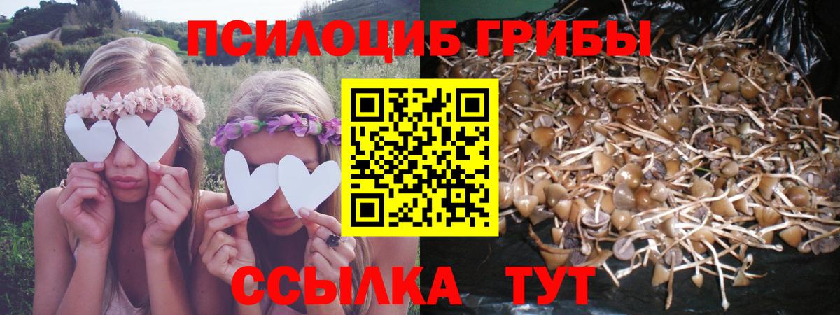 Галлюциногенные грибы Psilocybine cubensis Шелехов